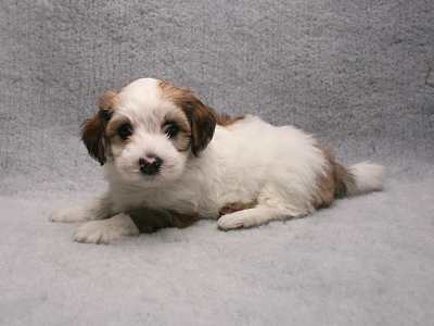 Bichon Havanais hvalp fra Kennel Miki Nanoq